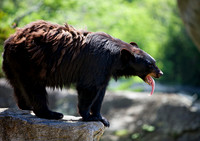 Bearable