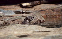 Otter