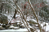 Snowberries