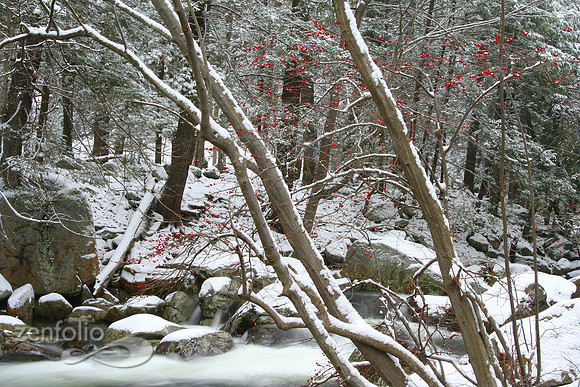 Snowberries
