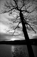 Leaning Toward Sunset