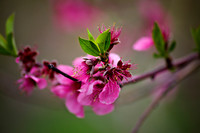 Orchard Bloom VI