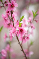 Orchard Bloom