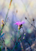 HONEYBEE