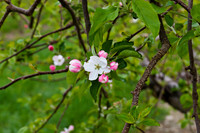 Orchard Bloom II