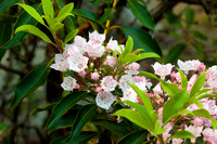 Bouquet of Laurel