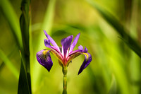 Iris in the Blades