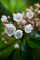 Laurel Bloom II