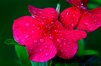 Raindrops II