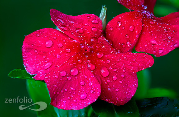 Raindrops II