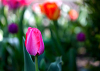 April Hues
