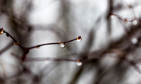 Twigs