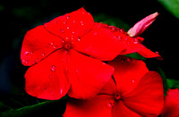 After The Rain