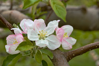 Orchard Bloom III