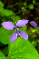 Wild Violet
