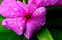 Raindrops