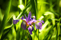 Iris in the Blades Too