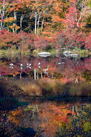 Heron Standing Watch II