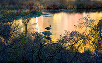 Lone Goose of Autumn