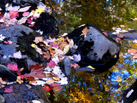 Fall Reflections