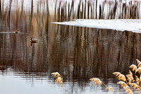 Forest on the Lake