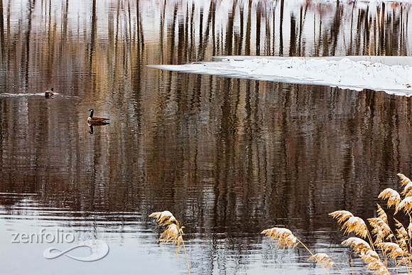 Forest on the Lake