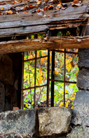 Window in the Woods