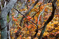 Berries