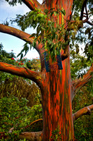 Rainbow Eucalyptus-Maui