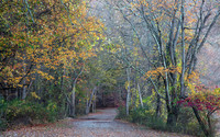 Pathway To Autumn