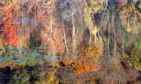 Scarlet Oak Pond Reflections