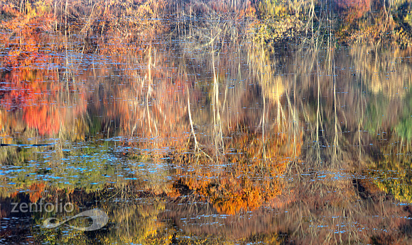 Scarlet Oak Pond Reflections
