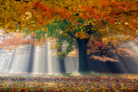Spiritual Awakening