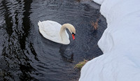 Swany River