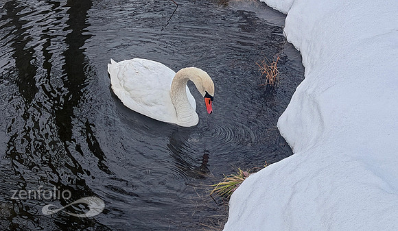 Swany River