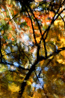 Branches