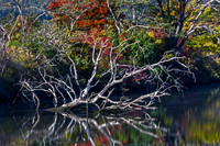 Branches