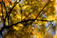Branches2.0