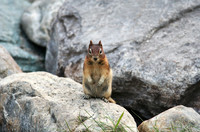 Ground Squirrel-Lake Louise-Banff National Park