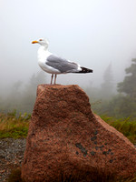 Gull of the Mist
