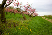 Peach Blossom Road