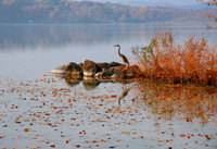 Heron Standing Watch