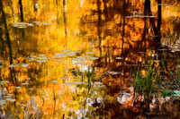 Marshland