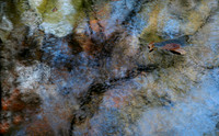 The Leaf and the Rock