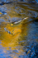Rush of Blue and Gold