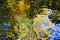 Forest Reflections