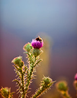 Shenandoah Bee