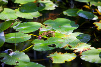 Frog of Acadia