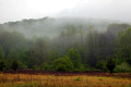 Meadow Mist