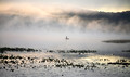 Fisherman of the Mist